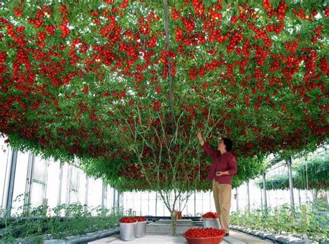 The “Octopus” Tomato Tree WOW!!!- The GAIA Health Blog