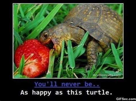 Happy turtle MEME