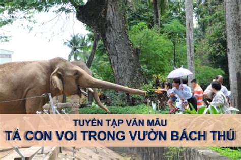 Top 4 bài văn tả con voi trong vườn bách thú hay nhất | Tập làm văn lớp 4