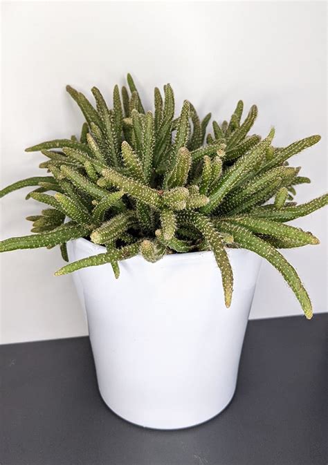 Rhipsalis Baccifera Horrida (Mouse Tail Cactus): Care and Problem Guide