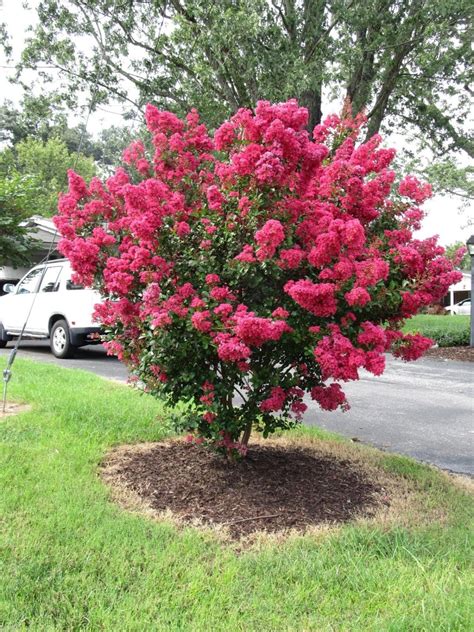 30 Dwarf Red Rocket Crape Myrtle Seeds-1195D