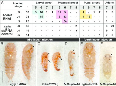 Silencing of TcMet in Tribolium larvae induces premature metamorphosis.... | Download Scientific ...