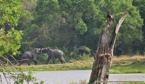 Wasgamuwa National Park | AmazingLanka.com