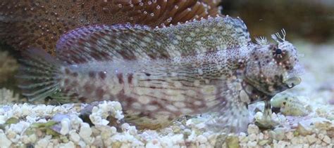 Blenny Lawnmower Rock Algae (Salarias fasciatus) - Dinho'S Reef