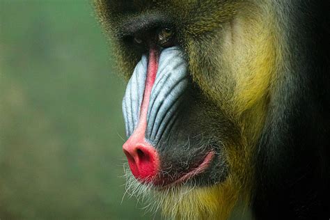 Meet the endangered species that inspired Catching Fire's terrifying monkeys | Endangered ...