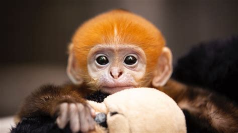 First baby Francois’ langur ever born at Saint Louis Zoo