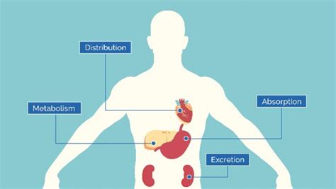 Clinical Pharmacokinetics & Pharmacodynamics