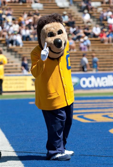 Oski the Bear | Cal golden bears, California golden bears, Cal bears