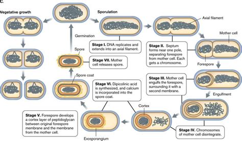 Bacterial Spore: structure, types, sporulation and germination - Online Biology Notes