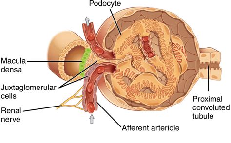 Kidney Physiology