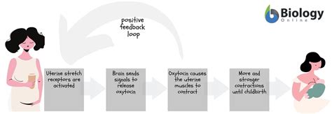 Oxytocin Feedback Loop Diagram