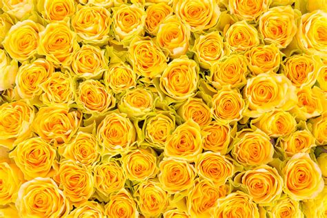 Yellow Rose Wallpaper | Wallpapers Collection