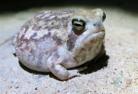 19 Desert Rain Frog Facts - Facts.net