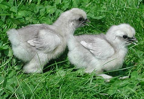 Lavender silkie chicks | Brother and sister. | Elizabeth Moriarty | Flickr