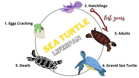 Sea Turtle Lifespan: How Long Do Sea Turtles Live? – The Turtle Hub