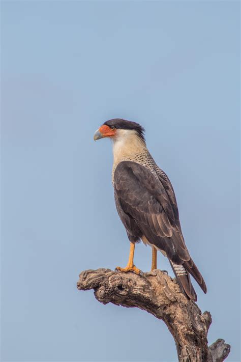 Crested Caracara by kdet on DeviantArt