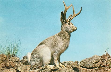 The Jackalope: The Legend Of The Horned Rabbit