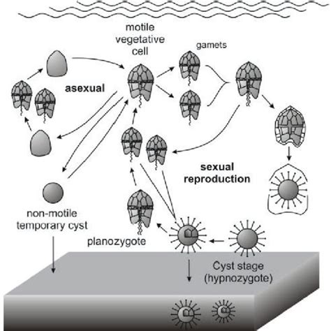 3 Simplified life cycle of cyst producing dinoflagellates (From... | Download Scientific Diagram