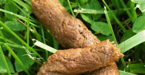 What Are The Signs Of Worms In Dogs - vrogue.co
