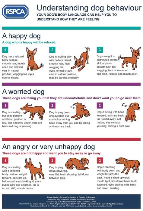 Dog Body Language: 79 Signals & Expressions √ How to Communicate with Dog. Interpret Dog's Body ...