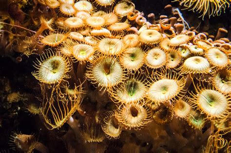 Underwater Plant Free Stock Photo - Public Domain Pictures