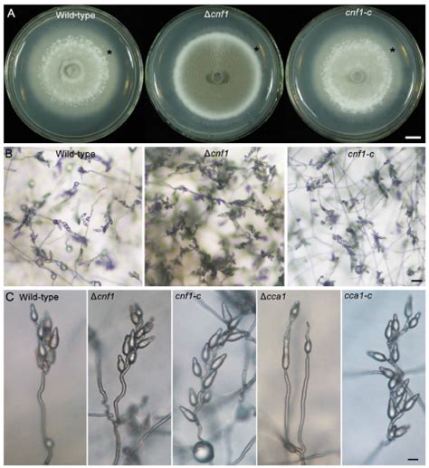 Conidia, conidial germination and appressorium formation of the M.... | Download Scientific Diagram