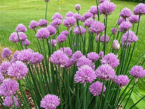 HOW TO GROW CHIVES |The Garden of Eaden