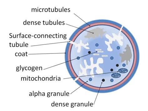 Platelets: Structure, Composition and Functions - Overall Science