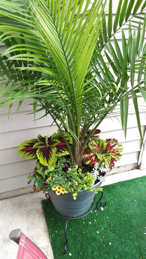 Palm tree for small porch. | Garden pots, Container gardening, Plants