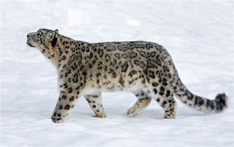 Snow Leopard Facts: Behavior, Diet, Habitat, and More