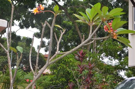 from my garden: Plumeria / frangipani / pokok bunga kemboja