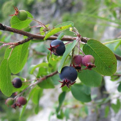 Seeds for Dwarf Garden Serviceberry | Amelanchier ovalis – Amkha Seed