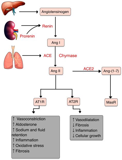 Diagnostics | Free Full-Text | The Renin-Angiotensin System: The Challenge behind Autoimmune ...