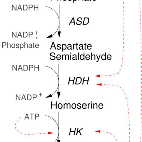 Threonine biosynthesis pathway. The chemical reactions are catalysed by... | Download Scientific ...