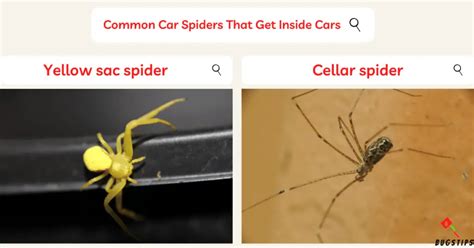 Spiders in Car: How to Get Spiders Out of Your Car Quickly? 10 EASY ...