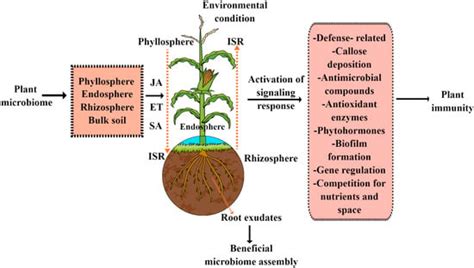 Microorganisms | Free Full-Text | Plant Microbiome: An Ocean of Possibilities for Improving ...