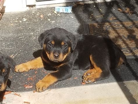 Rottweiler Puppies For Sale | Dallas, TX #289766 | Petzlover