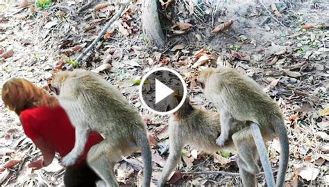 Funny video Monkey : Monkey mating at Angkor Wat ,monkey meeting | gosipizacom