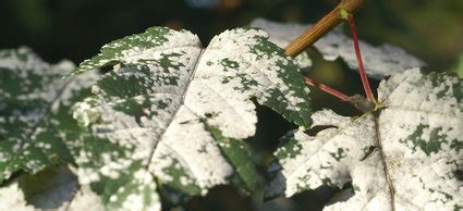 Pests and Diseases that Attack Your Spirea | DoItYourself.com