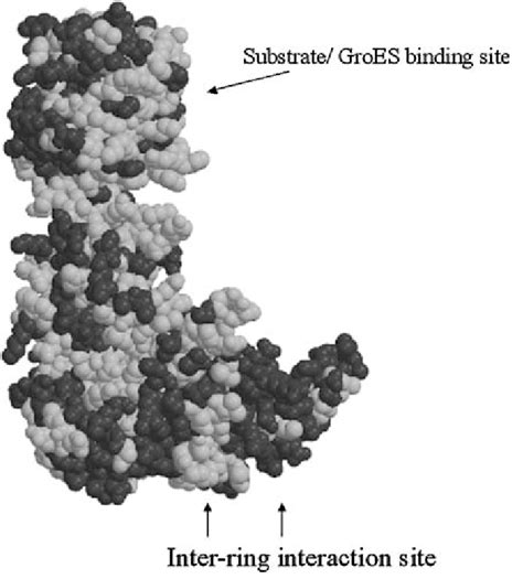 Variation in the rickettsial chaperonins as mapped on the E. coli GroEL... | Download Scientific ...