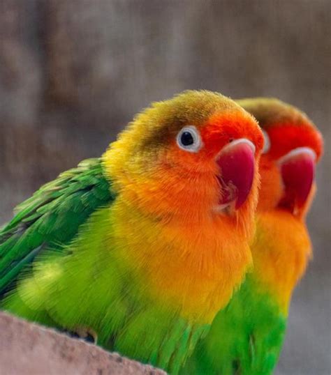 Fischer’s Lovebird | African Wildlife Foundation