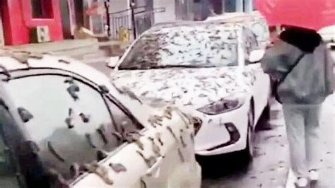 Viral video of worm raining in China leaves netizens in disbelief - BusinessToday