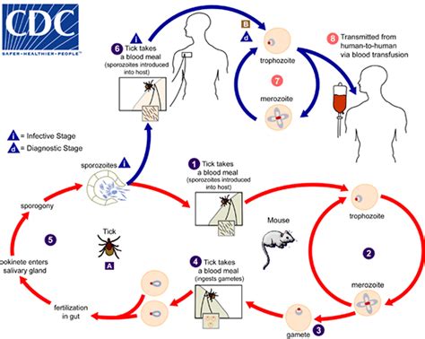 Babesia parasite, babesia infection, symptoms, diagnosis & babesia ...