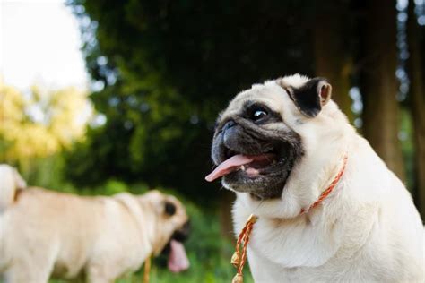 Dog Obesity: Risks, Signs and Solutions | Great Pet Care