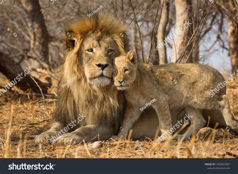 1,583 Lions Affectionate Images, Stock Photos & Vectors | Shutterstock