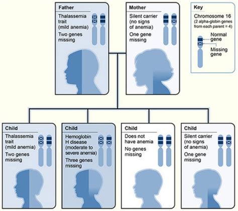 Difference Between Alpha and Beta Thalassemia | Compare the Difference ...