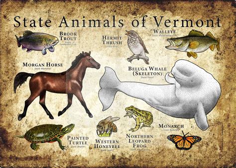 Animals in Vermont - Pro Animal Guide