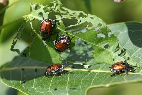 Japanese Beetles - How to Control, Kill, & Get Rid of Japanese Beetles | Do My Own Pest Control