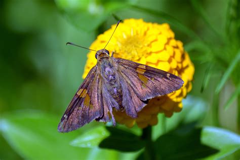 Indiana | Butterflies and Moths of North America