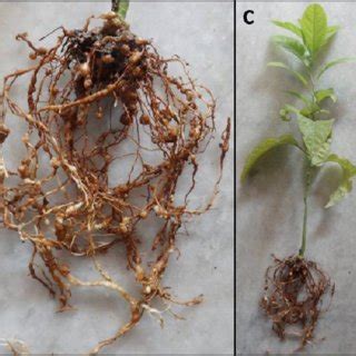 (PDF) Detection, Diagnosis and Pathogenic Potential of Meloidogyne incognita on Passion Fruit ...